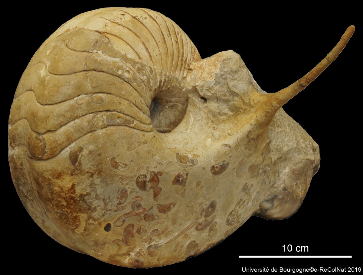 _Paracenoceras spinatum_ Tintant, 1989HOLOTYPE
det. Tintant Henri (1989)